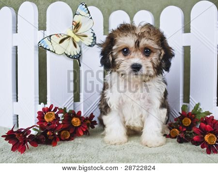 Super Cute Puppy Cavachon
