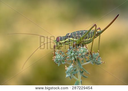 Dalmatian Saddle Bush-cricket Ephippiger Discoidalis In Croatia, Krk