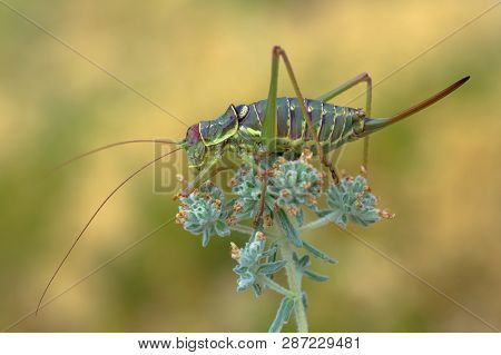 Dalmatian Saddle Bush-cricket Ephippiger Discoidalis In Croatia, Krk