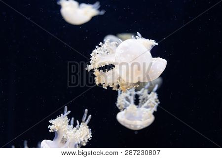 Jellyfish Swimming In The Open Sea
