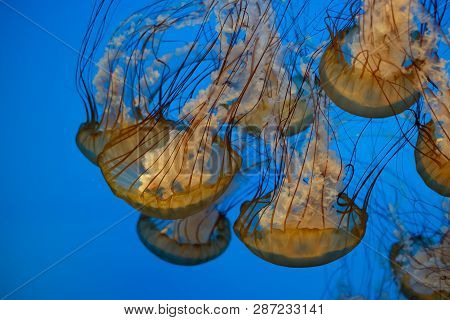 Jellyfish Swimming In The Open Sea