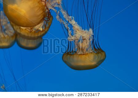 Jellyfish Swimming In The Open Sea
