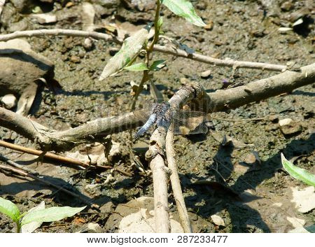 Photo Of A Broad-bodied Chaser Sitting On A Branch