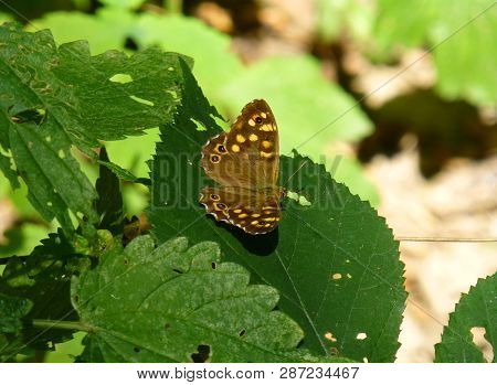 Photo Of A Brown Butterfly With Yellow Dots Sitting On The Leaf Of A Green Plant