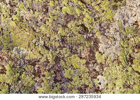 Moss On Big Stone. Natural Background Or Organic Texture.