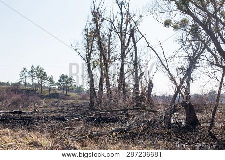 Consequences Of Forest Fires. Spring Burning Grass In The Fields. Burnt Trees After Fire And Fires I