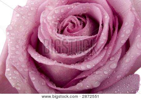 Bud Rose