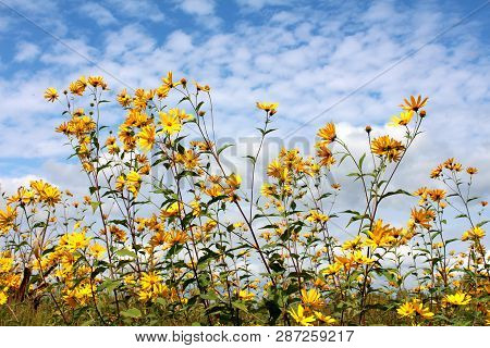 Jerusalem Artichoke Or Helianthus Tuberosus Or Sunroot Or Sunchoke Or Earth Apple Herbaceous Perenni
