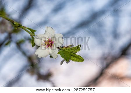 Almond Blossom. Spring Background Almond Blossoms Jerusalim