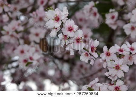 Almond Blossom. Spring Background Almond Blossoms Jerusalim