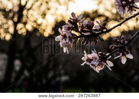 Flowering Almond Trees