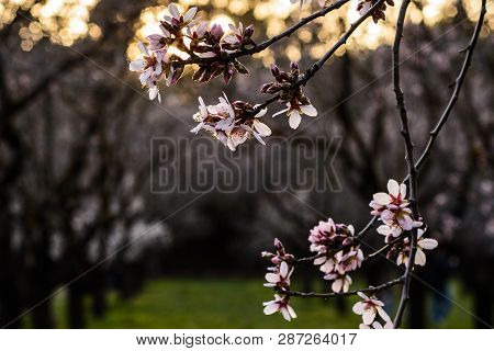 Flowering Almond Trees