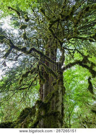 Crown Of Old Dry Wood Overgrown With Moss In A Dense Rainforest In Cloudy Day. Mossy Wood Texture. O
