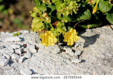 Marvel Of Peru Or Mirabilis Jalapa Or Four Oclock Flower Or Beauty Of The Night Or Coat Of Many Colo
