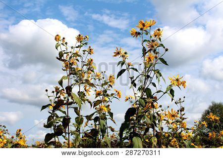 Multiple Jerusalem Artichoke Or Helianthus Tuberosus Or Sunroot Or Sunchoke Or Earth Apple Herbaceou