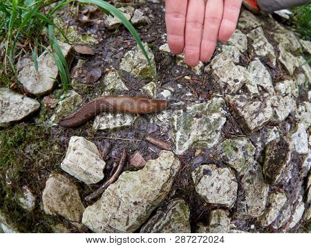 Giant 20 Cm Slug Limax Cinereoniger Crawling On The Stones