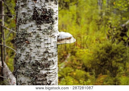 Mushroom On The Tree. Tinder - Widely Spread In Europe, A Mushroom-tinder.