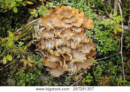 Mushrooms On Stump. Mushrooms In The Autumn Forest. Amanita.