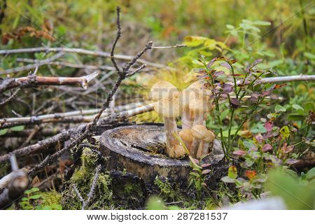 Mushrooms On Stump. Mushrooms In The Autumn Forest. Toadstool, Grebe.