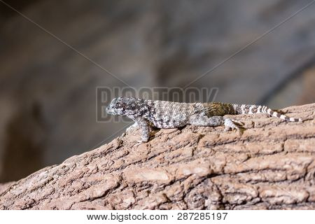 The Lizard (latin Name Sauromalus Obesus) On The Rock. Detail Of Reptile Animal