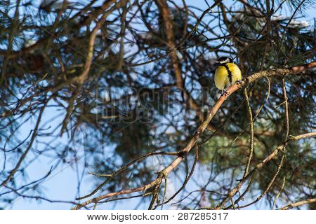 The Great Tit (parus Major) Is A Passerine Bird In The Tit Family Paridae