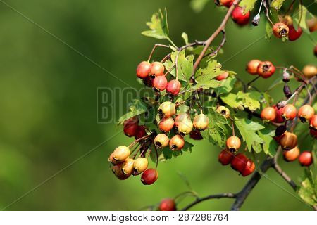 Rose Hip Or Rosehip Or Rose Haw Or Rose Hep Multiple Accessory Orange To Red Fruit Of Rose Plant Gro