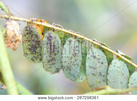 Pest - Aphis Craccivora Koch Destroying Plants