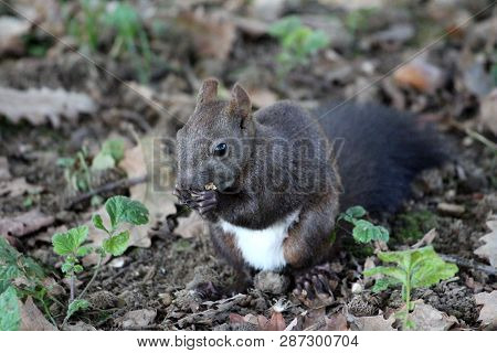 Young Dark Grey Squirrel Sitting Calmly In Front Of Camera And Eating Nut Surrounded With Uncut Gras
