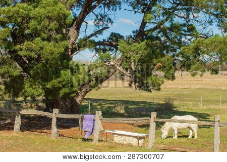 Small White Pony Eating In Australian Paddock