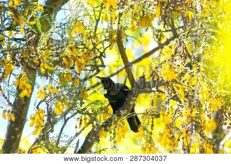 Kowhai Tree On Bloom Bright Yellow Flowers And  Tui In Shadows Of Branches