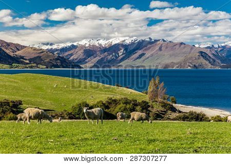 Sheep grazing on a field near Lake Hawea with mountains in the background, Sounh Island, New Zealand