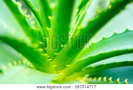 Close-up view of an Aloe Vera leavs