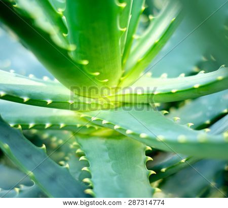 Close-up view of an Aloe Vera leavs