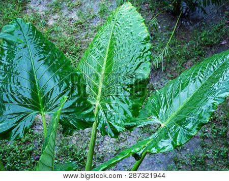 Elephant Ear (alocasia Odora) After Rain, Top View. Huge Tropical Wet Leaves