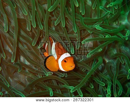 Closeup With Western Clown Fish Or Anemone Fish In Underwater World Diving In Sabah, Borneo. Marine 