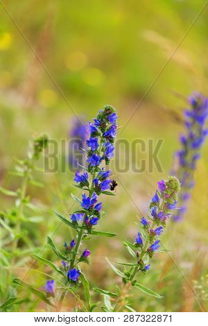 Summer Blueweed Flower Blossom