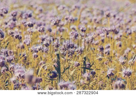 Phacelia Tanacetifolia Field, Countryside Scene. Phacelia Is Known By The Common Names Lacy Phacelia