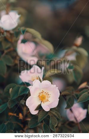 Beautiful Rosa Canina ,rose Hip Or Rosehip, Also Called Rose Haw And Rose Hep, The Accessory Fruit O