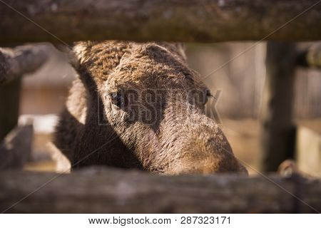 Closeup Of The Head Of An Elk With Brown Fur In A Forest Reserve. A Huge Elk With Big Eyes Is Waitin