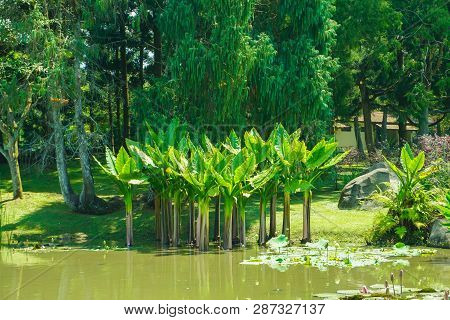 Banana Water Tree Local Endemic From Brazil With Similar Leaf In Bogor Indonesia