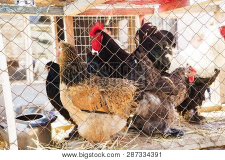 Multi-colored Hens And Roosters Of The Breed Brahma In A Cage On The Market, Buff Brahma Chicken Wit