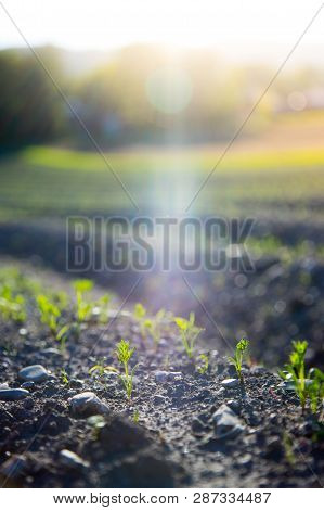 Fresh Green Plants On An Agriculture Field