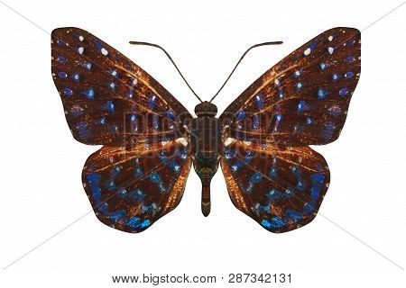 Brown Butterfly With Blue Spots On The Wings. Isolated On White Background