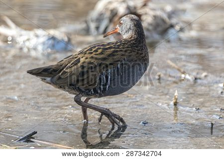 Water Rail Bird, Rallus Aquaticus Eating Dirt