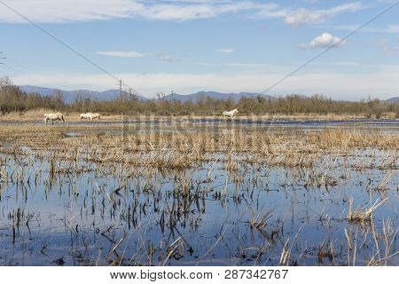 Horses Of The Camargue In The Natural Park Of The Marshes Of Ampurdán, Girona, Catalonia, Spain