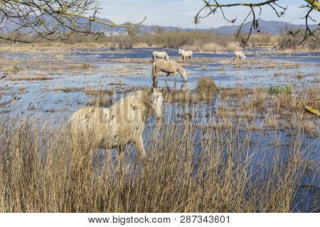 Horses Of The Camargue In The Natural Park Of The Marshes Of Ampurdán, Girona, Catalonia, Spain