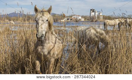 Horses Of The Camargue In The Natural Park Of The Marshes Of Ampurdán, Girona, Catalonia, Spain