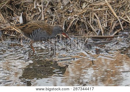 Water Rail Bird, Rallus Aquaticus
