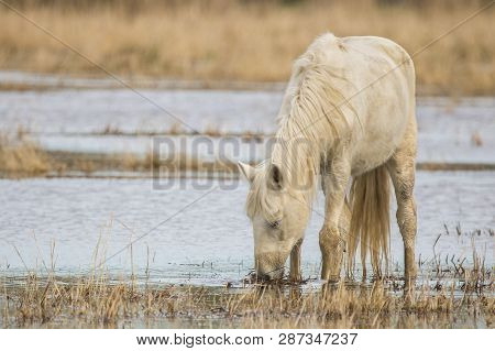 Horse Of The Camargue In The Natural Park Of The Marshes Of Ampurdán, Girona, Catalonia, Spain