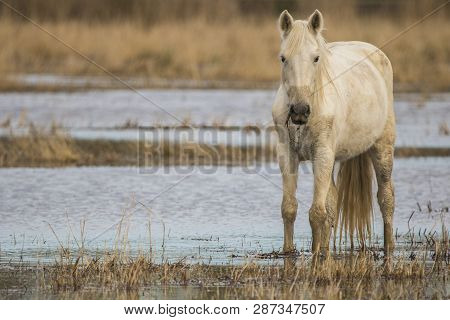 Horse Of The Camargue In The Natural Park Of The Marshes Of Ampurdán, Girona, Catalonia, Spain